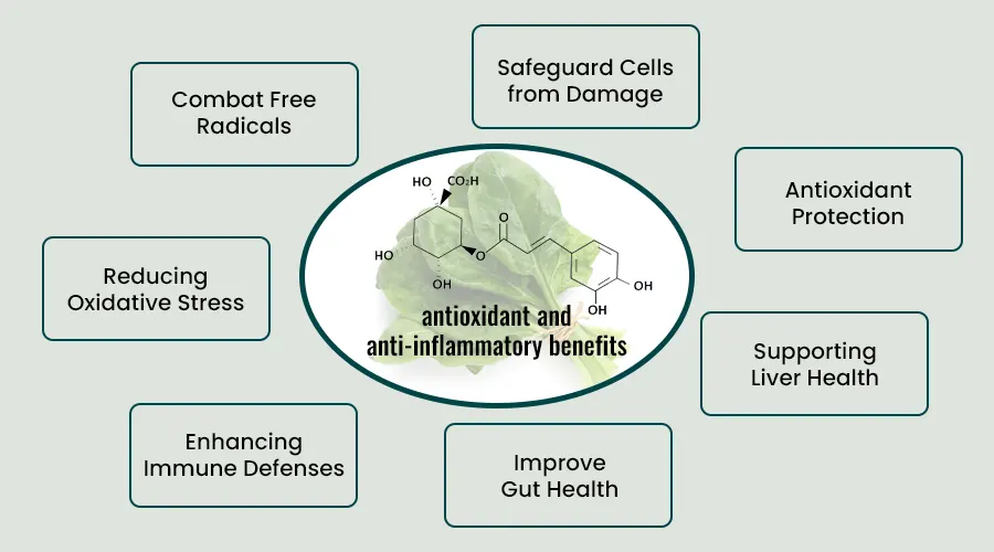 Impact of Phytonutrients and Chlorophyll